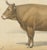 19th Century Borie, Bresse Ox, French Cattle Breed, 1863, Chromolithograph For Sale - Image 5 of 9