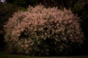 “Smokebush, Sag Harbor” Contemporary Landscape Photograph by Andrew Dresher