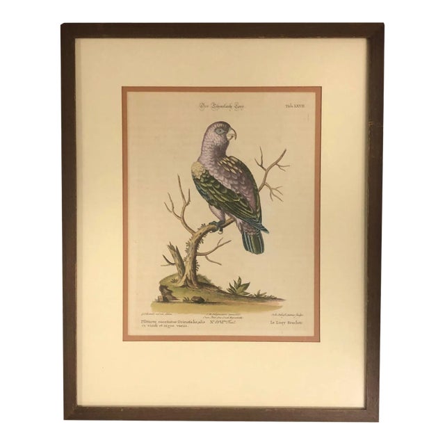 18th Century Hand Tinted German Engraving of a Bird For Sale