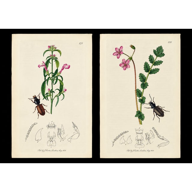 Description A rare grouping of original hand-colored engravings from John Curtis’s celebrated British Entomology, dating...