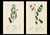 Description A rare grouping of original hand-colored engravings from John Curtis’s celebrated British Entomology, dating...
