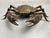 Vintage Krab Model in Solid Brass, 1960s For Sale - Image 11 of 11