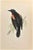 Red-Winged Starling is a modern artwork realized in 1870 by the British artist Alexander Francis Lydon (1836-1917) ....