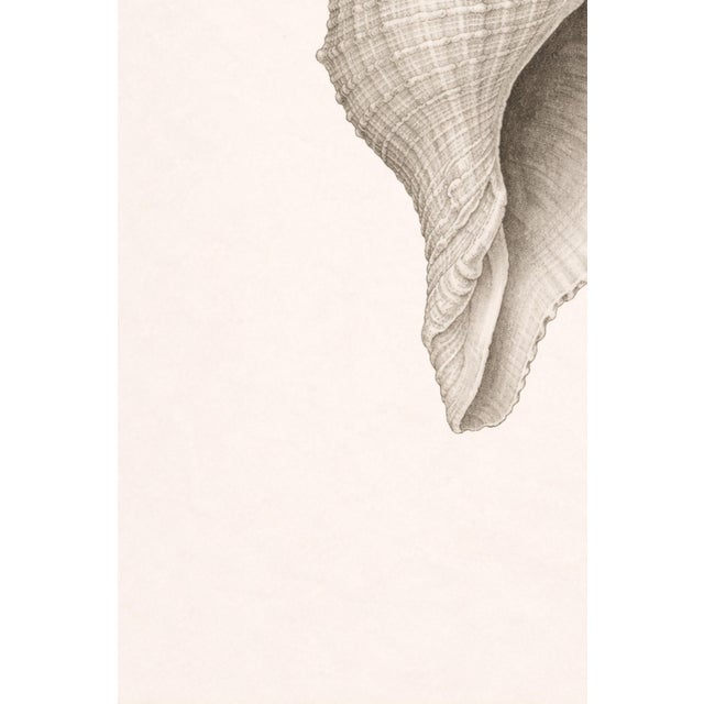 Blush Conch Shell Study, Minimal Coastal Still Life Art Print, 24" × 36" For Sale - Image 8 of 10