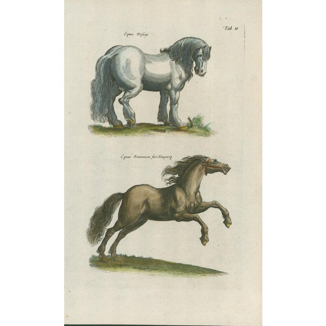 Original antique natural-history plate, Tab. II, depicting Equus Frisius and Equus Pannonicus sive Hungaricus. Finely...