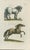 Original antique natural-history plate, Tab. II, depicting Equus Frisius and Equus Pannonicus sive Hungaricus. Finely...