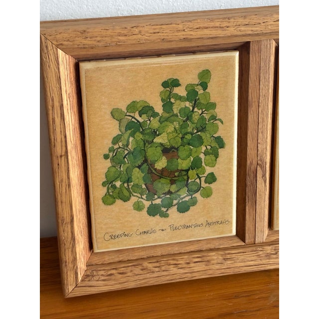 English Framed Plant Tiles, Creeping Charlie and Maidenhair Fern For Sale - Image 3 of 6