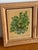 English Framed Plant Tiles, Creeping Charlie and Maidenhair Fern For Sale - Image 3 of 6