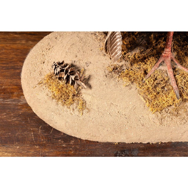 Late 20th Century Full-Body Wild Turkey Taxidermy Mount in Strutting Display For Sale - Image 5 of 9