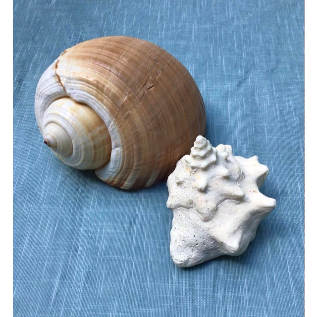 Natural History Collectors Large Bahamian Sea Shell Specimens For Sale In Atlanta - Image 6 of 12
