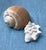 Natural History Collectors Large Bahamian Sea Shell Specimens For Sale In Atlanta - Image 6 of 12