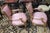 1950s Pair Hot Pink 1950s French Chairs For Sale - Image 5 of 12