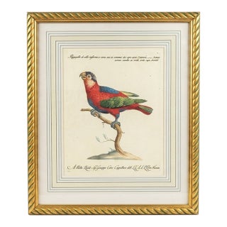 Vintage Italian Parrot Print (After Martinet) For Sale