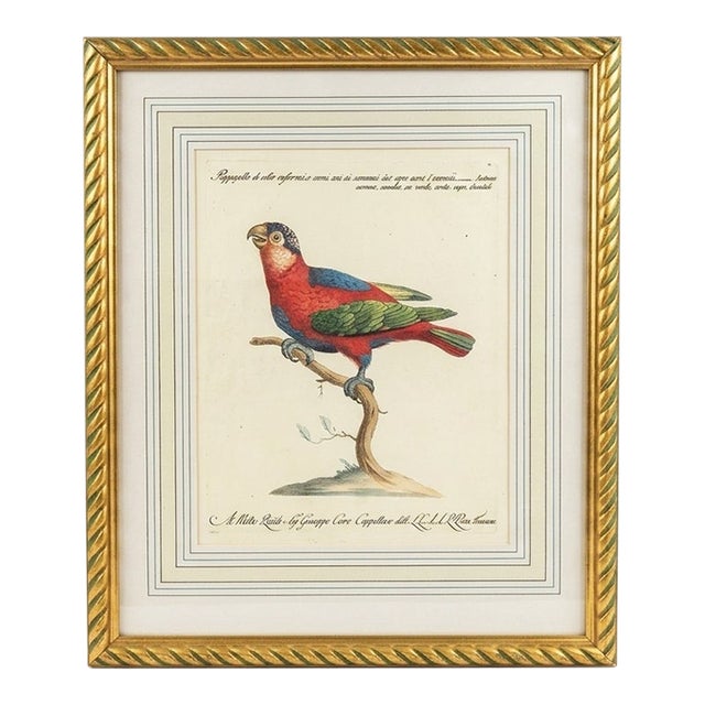 Vintage Italian Parrot Print (After Martinet) For Sale
