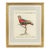 Vintage Italian Parrot Print (After Martinet) For Sale