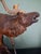 Antique Black Forest Glass and Carved Wood Sculpture of a Roaring Stag, 1950s For Sale - Image 3 of 10