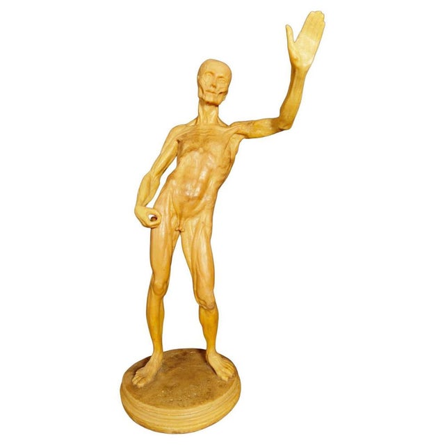 Anatomical Wax Model, 18th Century For Sale - Image 14 of 14