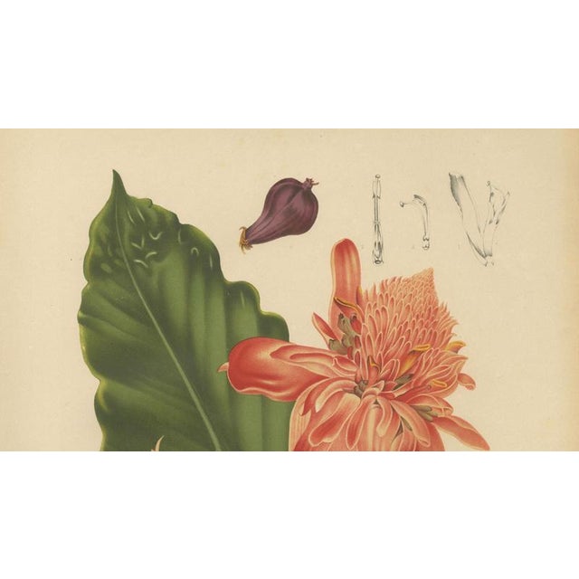 Hoola van Nooten, Torch Ginger, 1880, Chromolithograph For Sale - Image 4 of 9