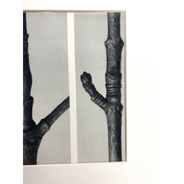 Framed Vintage Botanical Blossfeldt Print - No. 16 For Sale - Image 4 of 7