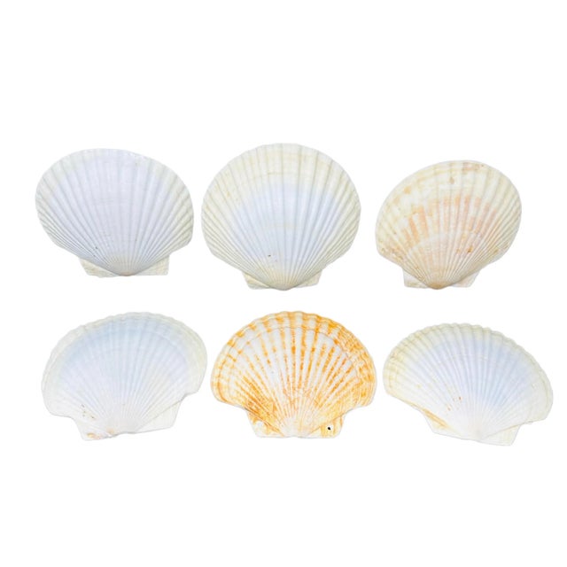 Vintage Real Scallop Shell Serving Plates/Bowls a Set of 6 For Sale - Image 12 of 12