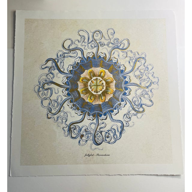 Blue Contemporary Original Jellyfish Peromedusae Art Print For Sale - Image 8 of 8