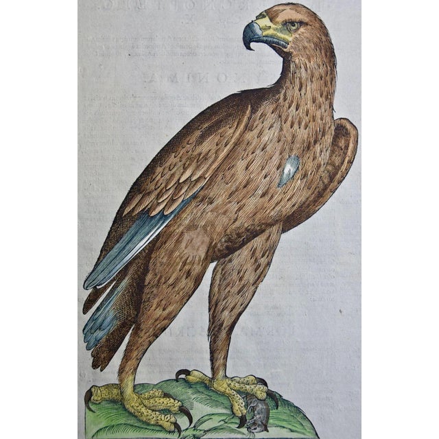 This very rare, first edition, folio hand-colored engraving of an eagle is plate 215 from Ulisse Aldrovandi’s 'Opera...