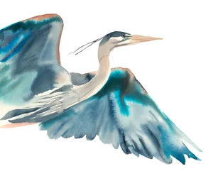 "Heron No. 28" Contemporary Original Watercolor Flying Bird Painting by Elizabeth Becker