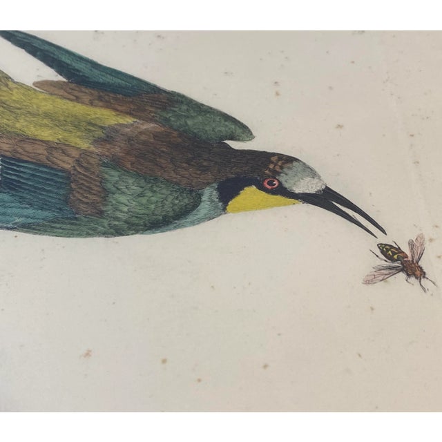 Prideaux John Selby "Bee Eaters European M&f" Hand Colored Etching C.1820s For Sale In San Francisco - Image 6 of 12