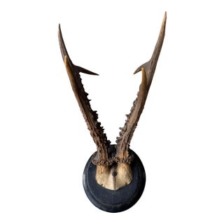 Roe Deer Trophy Rd25black Forest Antlers Mount For Sale