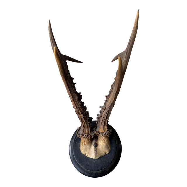 Roe Deer Trophy Rd25black Forest Antlers Mount For Sale