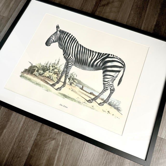 Bring timeless elegance to your home with this beautifully framed vintage “Das Zebra” print after renowned Swiss natural...