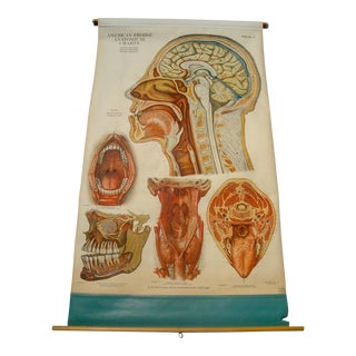 Vintage Medical Pulldown Chart Head & Neck Anatomy For Sale