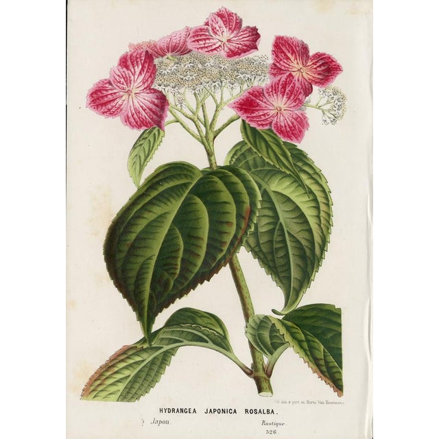 14 Van Houtte Botanicals! Hand Color c.1853 Set B For Sale - Image 14 of 15