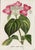 14 Van Houtte Botanicals! Hand Color c.1853 Set B For Sale - Image 14 of 15
