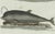 Bertuch, Three Dolphins and Porpoises, 1802, Engraving For Sale - Image 4 of 9