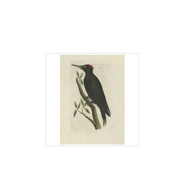 Sepp, Houttuyn & Nozeman, Female Black Woodpecker, 1809, Print For Sale - Image 3 of 5