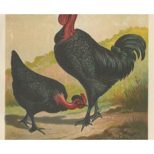 After Förster, Black Zevenbergen Naked Neck Chickens, 1888, Print For Sale - Image 3 of 10