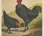 After Förster, Black Zevenbergen Naked Neck Chickens, 1888, Print For Sale - Image 3 of 10