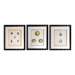 Dr. Ebenezer Emmons 1851 Hand Colored Fruit Lithographs- Set of 3 For Sale