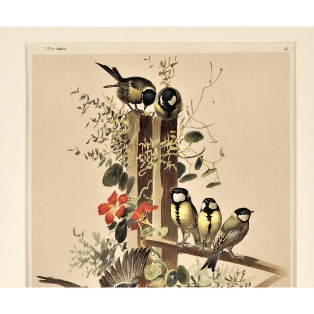 C1880s French Chromolithograph Design in Nature-Birds, Matted For Sale - Image 4 of 6