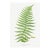 Vintage Fern Art Print, Botanical Fern Reproduction, 16" X 24" For Sale