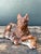Vintage Distressed Plaster Dog For Sale - Image 11 of 12