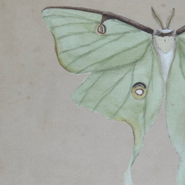 Illustration Vintage Luna Moth Natural History Insect Print For Sale - Image 3 of 7