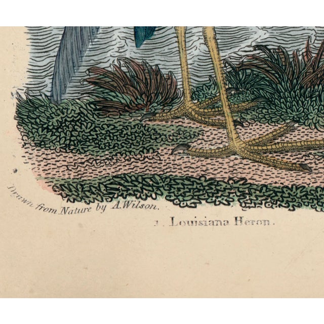 Paper Alexander Wilson Whooping Crane and Shore Birds Print For Sale - Image 7 of 8