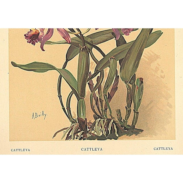 French 1903 Antique French Botanical Chromolithograph-Cattleya-Orchid, Documentation For Sale - Image 3 of 5