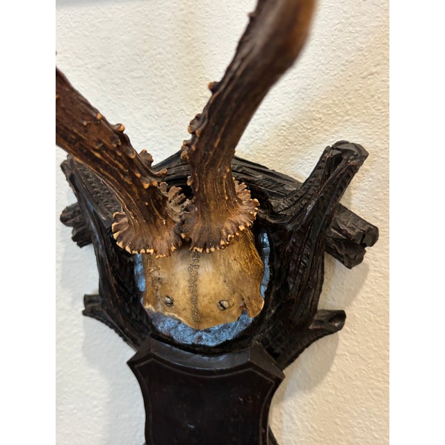Antique Black Forest Roe Deer Trophy Antler Mount For Sale In Little Rock - Image 6 of 11