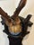 Antique Black Forest Roe Deer Trophy Antler Mount For Sale In Little Rock - Image 6 of 11