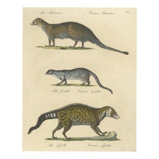 Brodtmann, Egyptian Mongoose, Genet & Civet, 1816, Lithograph For Sale