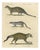 Brodtmann, Egyptian Mongoose, Genet & Civet, 1816, Lithograph For Sale