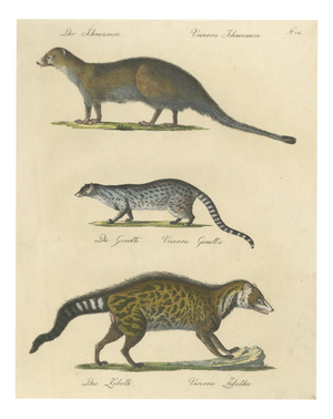 Brodtmann, Egyptian Mongoose, Genet & Civet, 1816, Lithograph